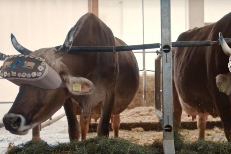 Russian cows wear virtual reality headsets to reduce stress