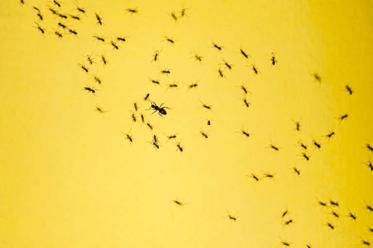 Entomologist: this is how you rid your home of ants – for good!