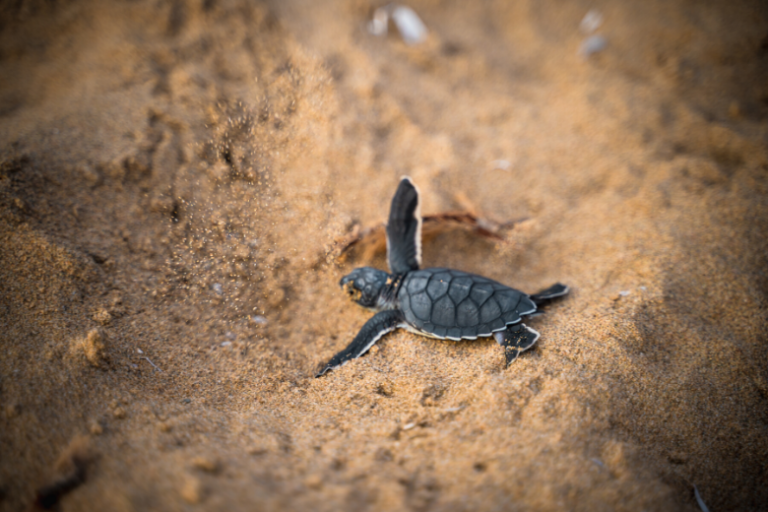 The turtle drifted for 4,000 miles before washing up on a shore in Ireland