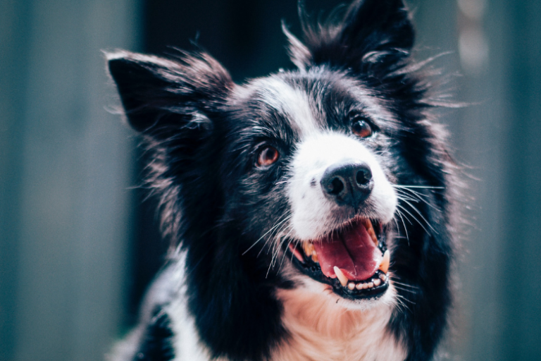 Border collie has cleaned up over 1,000 plastic bottles