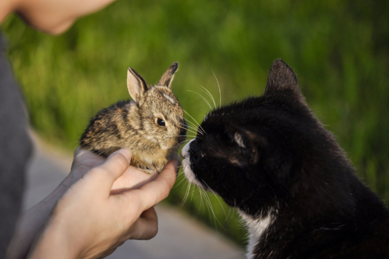 The animals feed and snuggle each other’s babies