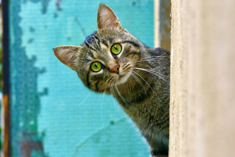 Cat that went missing five years ago was reunited with his family