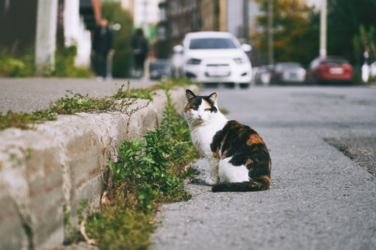 Polish cat is top-rated tourist attraction on Google Maps