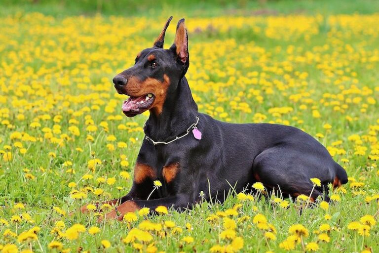 Family dog ​​throws baby across the backyard and the reason why will surprise you