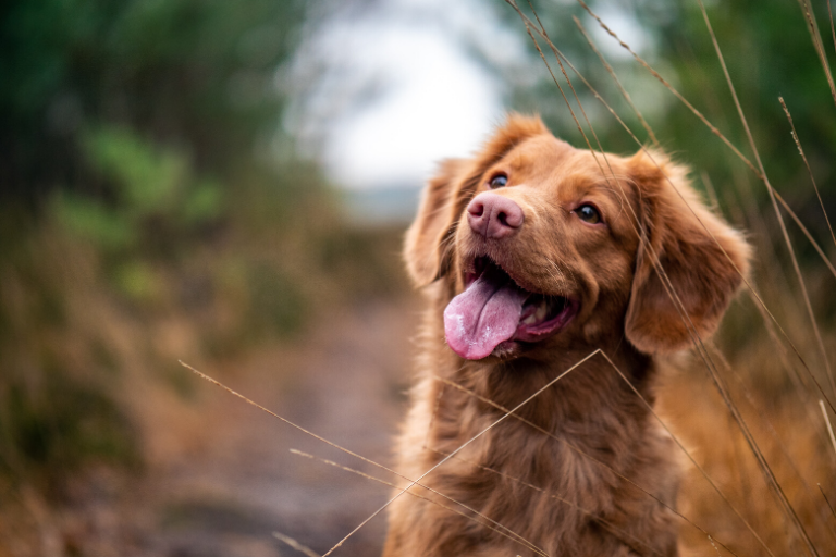 Missing dog returned after she rings doorbell of her former shelter