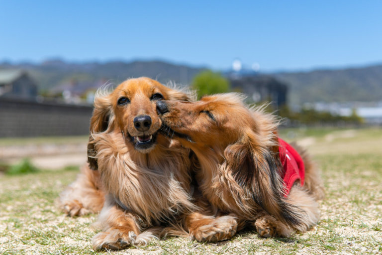 When one of the dogs was going to be put down, the others joined her for a final walk