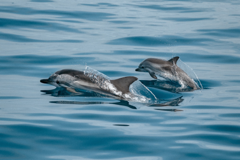 Dolphins spotted in New York’s Bronx River for first time in years