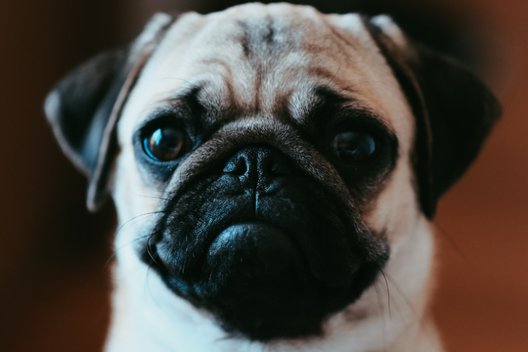 Netherlands might ban flat-faced dogs and folded-ear cats in future