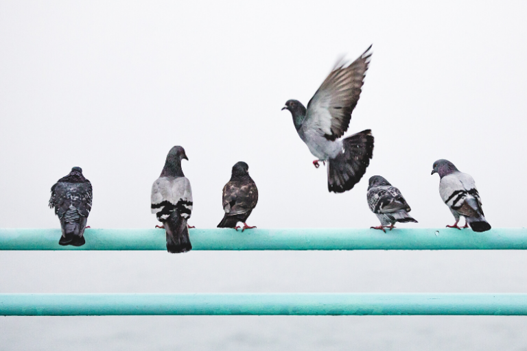 Find out: this is how you rid your home of pigeons