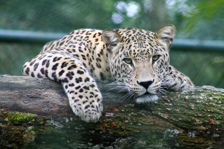 The rare Anatolian leopard was considered extinct for 45 years