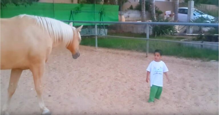 Boy with Williams syndrome gets dangerously close to a horse, but then something amazing happens!