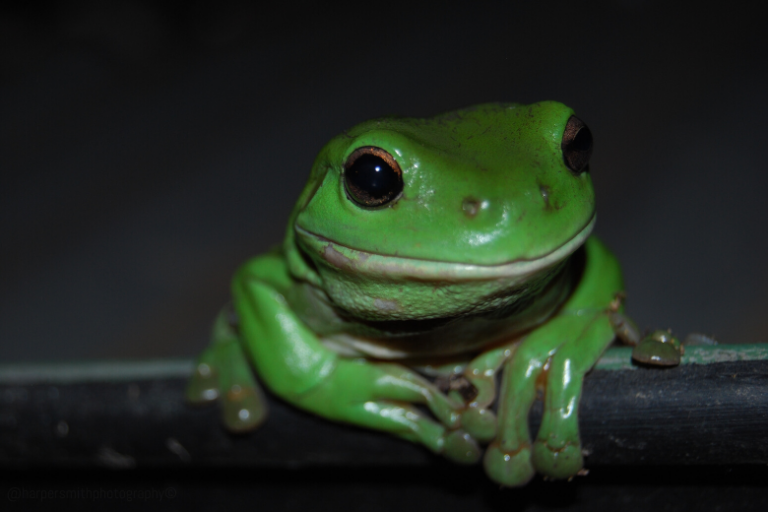 Toddler has green, slimy pet frog and they are the best of friends