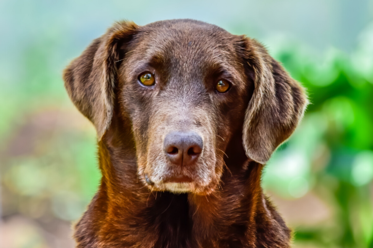 World’s oldest dog ever is 30 years old and lives in Portugal