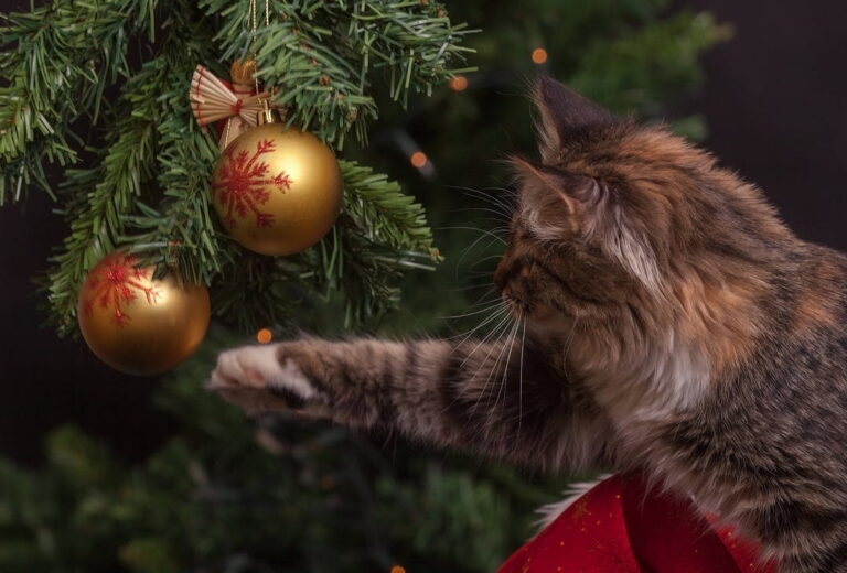 Your cat will stay out of your Christmas tree if you follow this animal friendly tip!