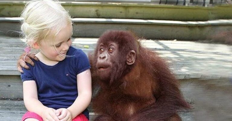 The gorillas see her again for the first time in 12 years and their reaction is priceless! So beautiful!