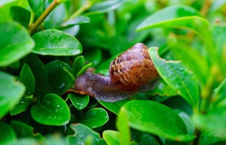 Got snails in your garden? With this environmentally friendly trick they’ll be gone in no time!