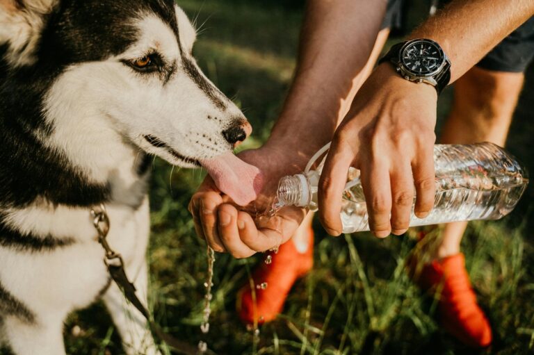 Is Your Dog Dehydrated? 7 Easy Ways to Check