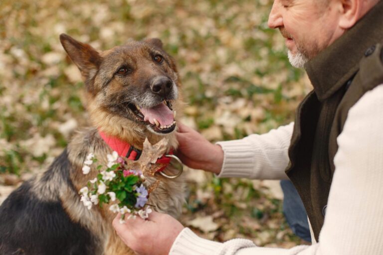 19 Best Companion Dog Breeds for Seniors