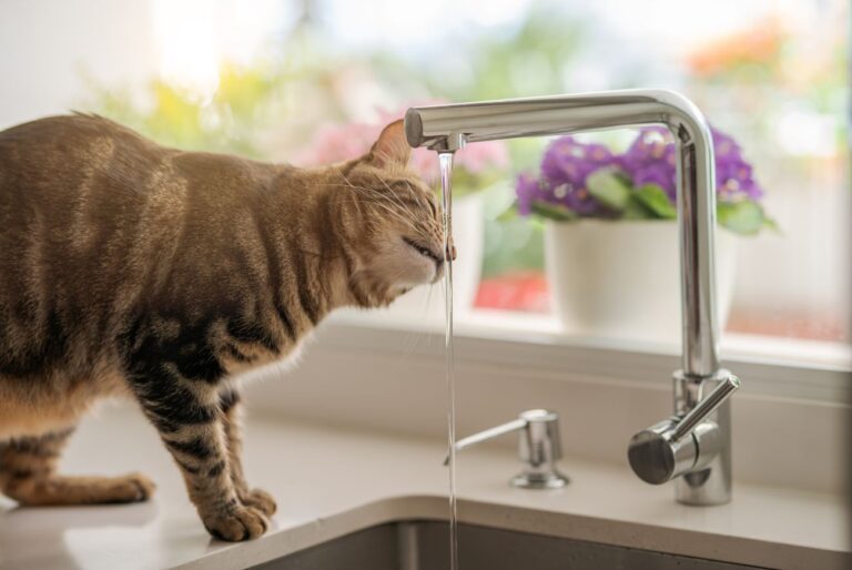 For this reason, your cat prefers water from the running tap