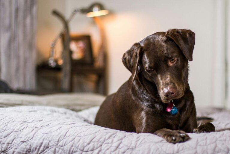 Sleeping in bed with your pet: cozy or unhealthy?