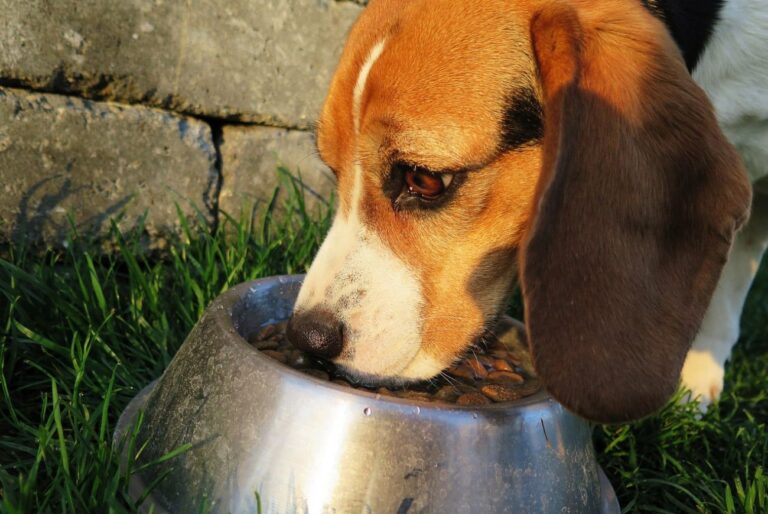 Aha: This is how often you should clean your pet’s food bowl