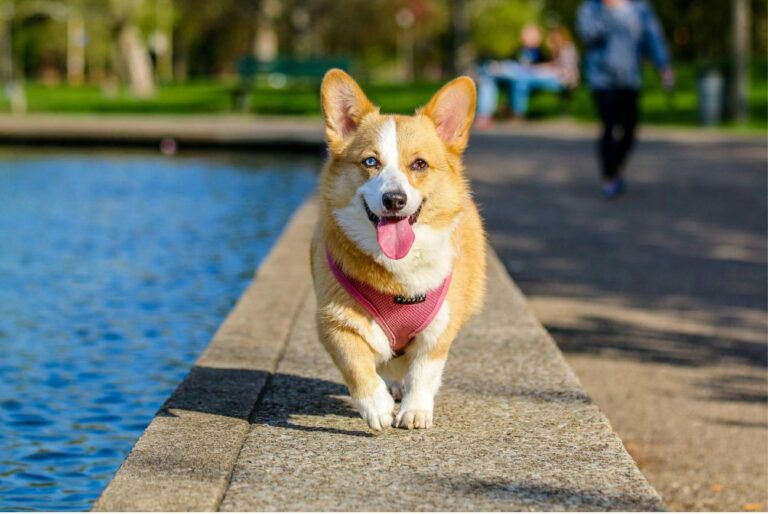 Here’s how to make a walk even more fun for your dog