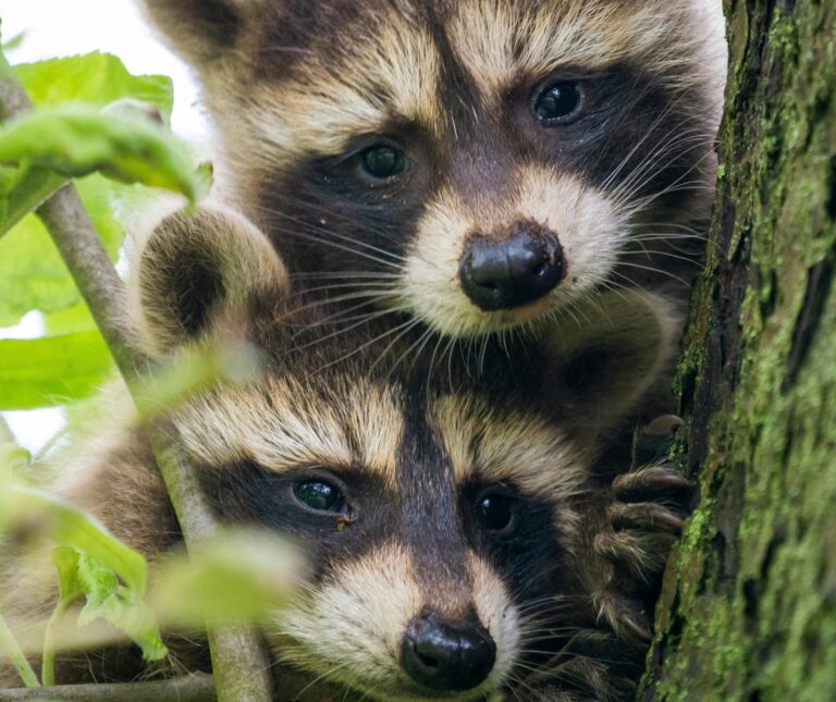 Never Kick Raccoons Out Of Your Yard For These 12 Reasons