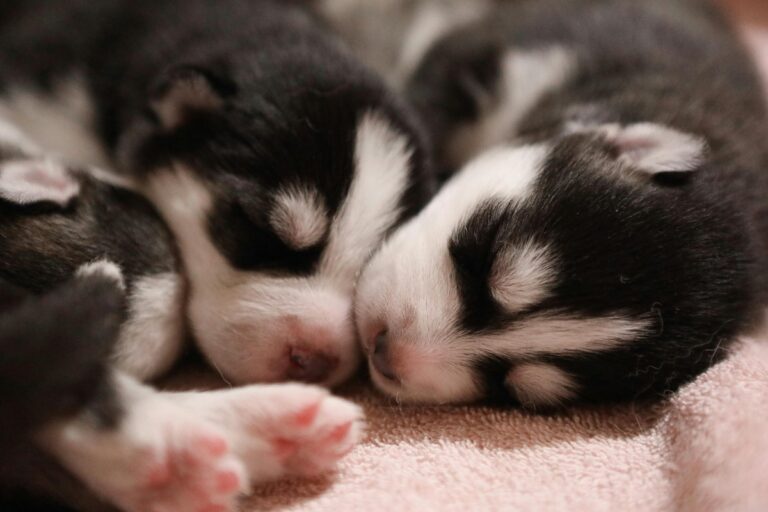 8 Tips to Ensure Your Puppy Gets Along With Its Littermates