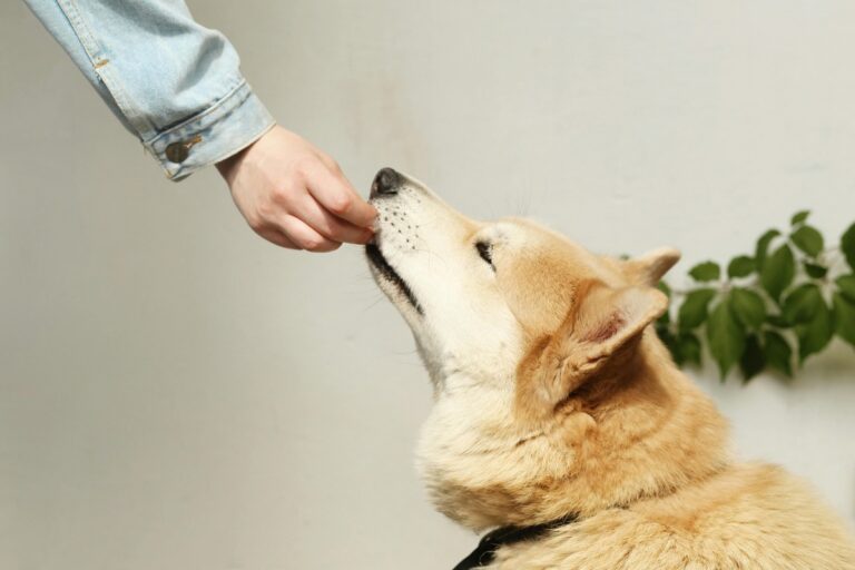 10 Food Tips to Ensure Your Dog Has a Long and Healthy Life