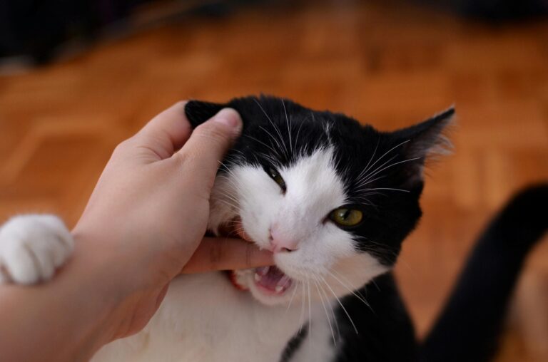 13 Things You Do That Annoy Your Cat Without You Realizing It