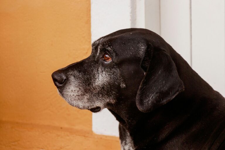 7 Signs Indicating Dementia in Dogs