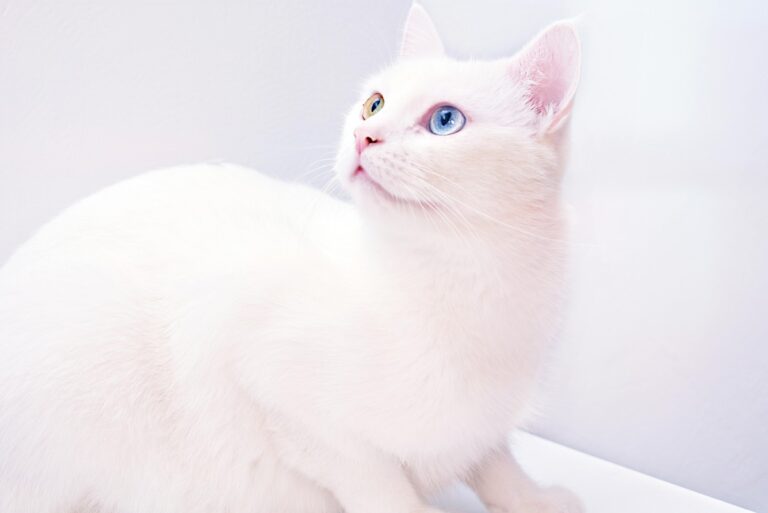 10 Gorgeous Kitties That Are Considered the World’s Most Beautiful