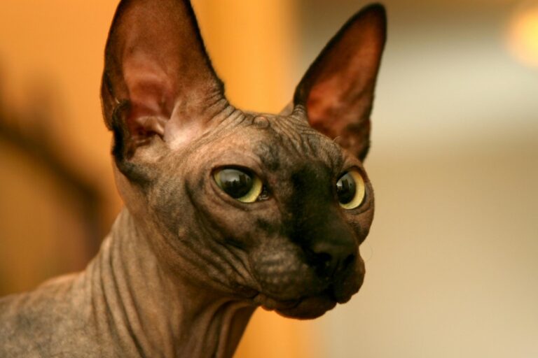 15 Unique Cat Breeds You’ve Probably Never Seen