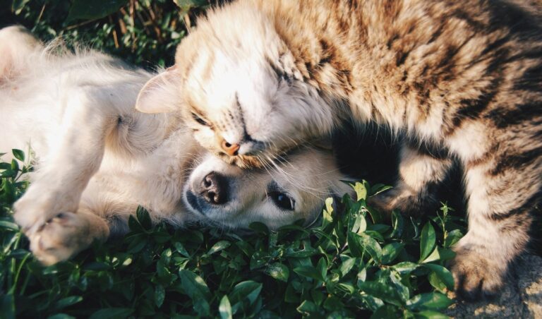 15 Most Cat-Friendly Dog Breeds