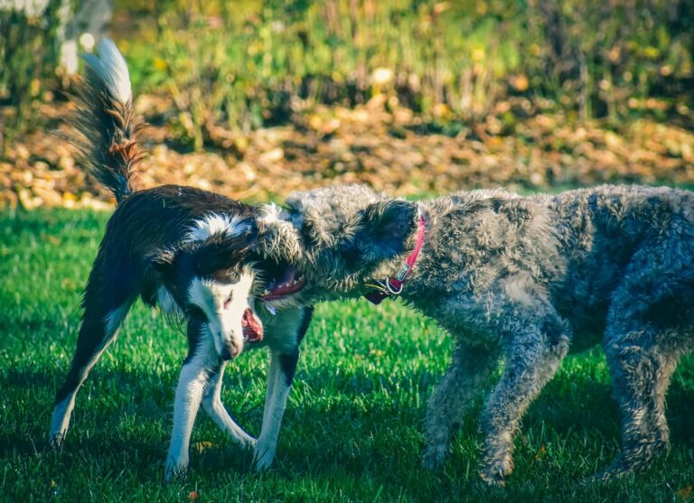 10 Ways to Stop a Dog Fight Safely