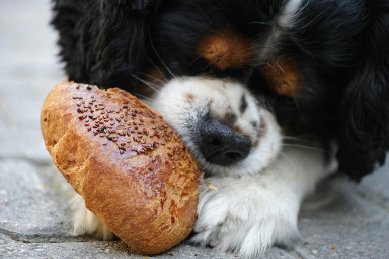 17 Common Items That Are Poisonous to Dogs