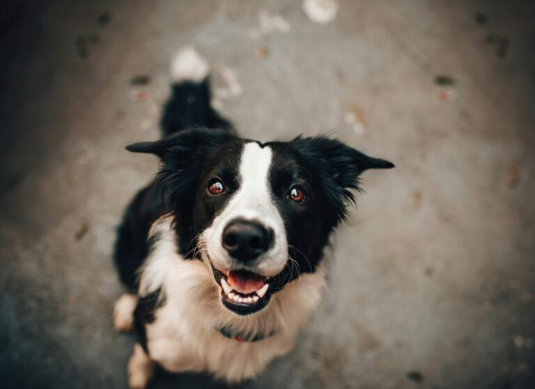 10 Signs Your Dog Is Truly Happy (And 5 That Signal Sadness)