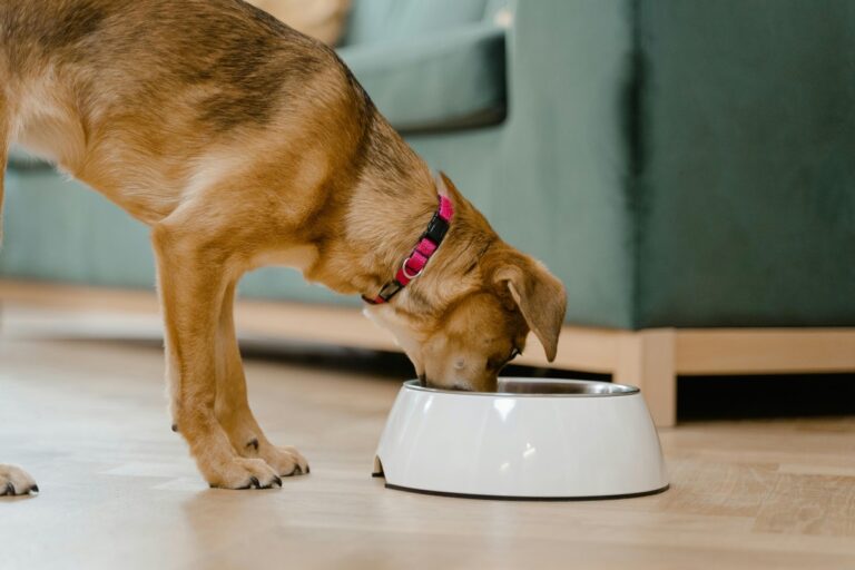 Why Is My Dog Always Hungry? 12 Possible Reasons