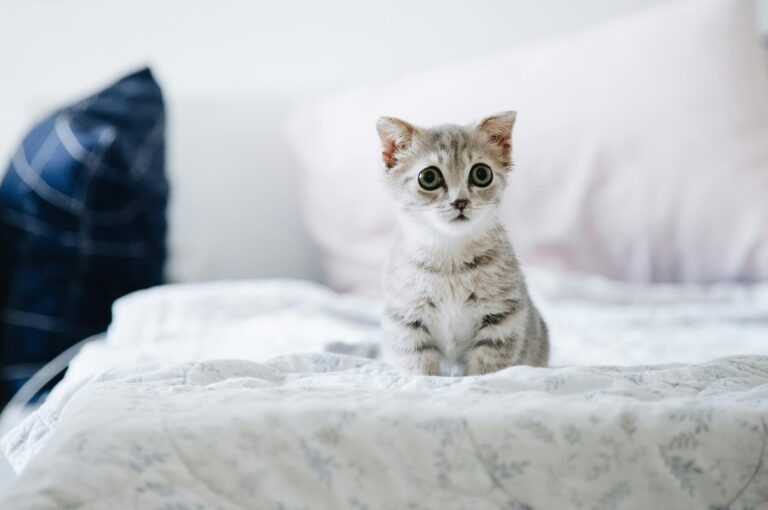 8 Tips to Ensure Your Kitten Gets Along With Its Littermates