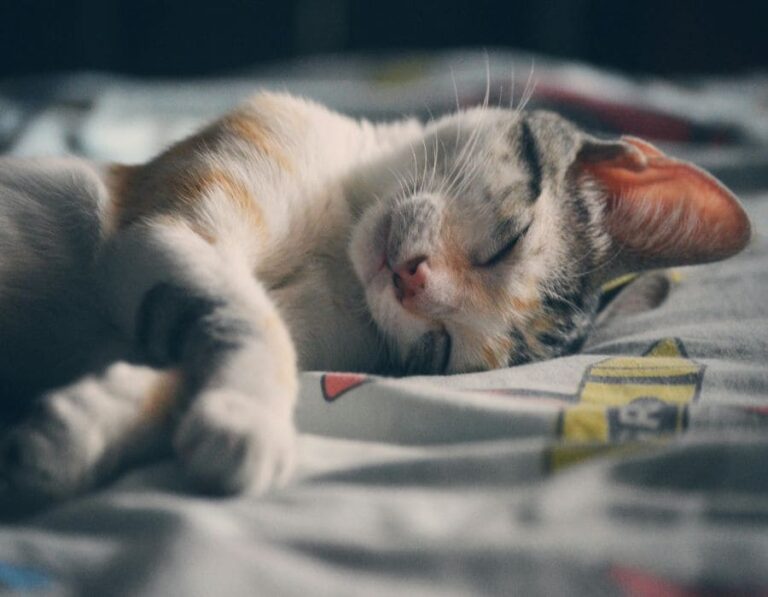 10 Perfect Cat Breeds For People Who Love To Relax