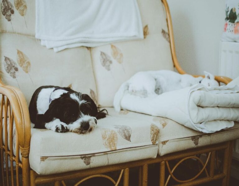 15 Dog Breeds That Are Perfect for Apartment Living