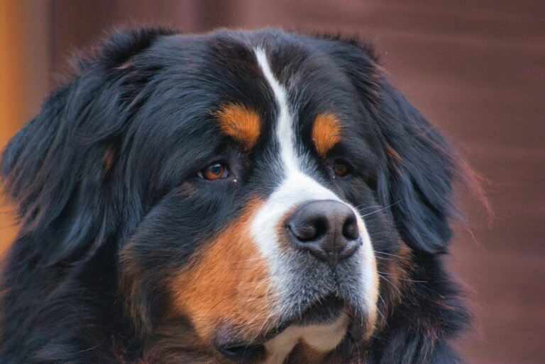 Top 10 Biggest Dog Breeds in the World