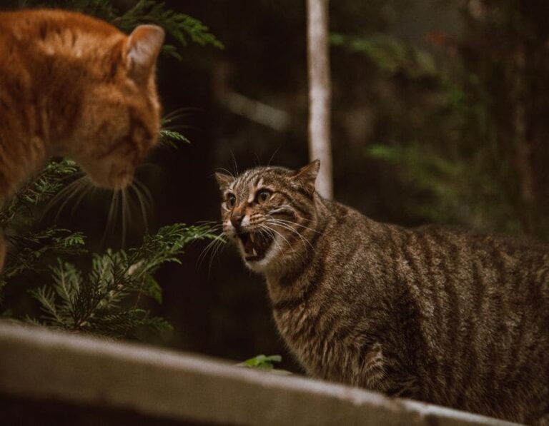 10 Ways To Stop A Cat Fight