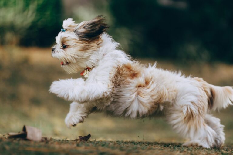 10 Dog Breeds That Are Most Likely to Run Away