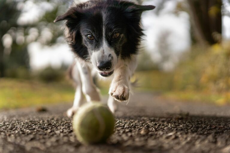 These Are the 10 Pups That Top the List of Smartest Dog Breeds