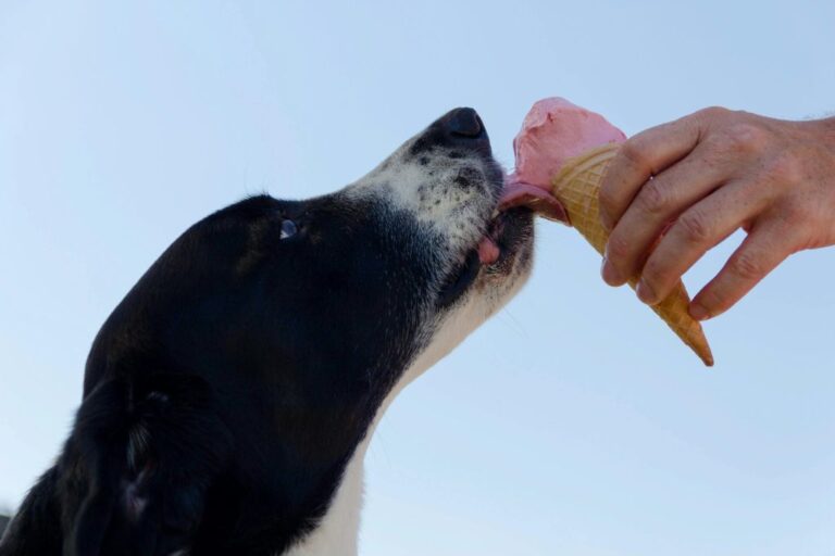 20 Somewhat Surprising Foods Dogs Absolutely Love