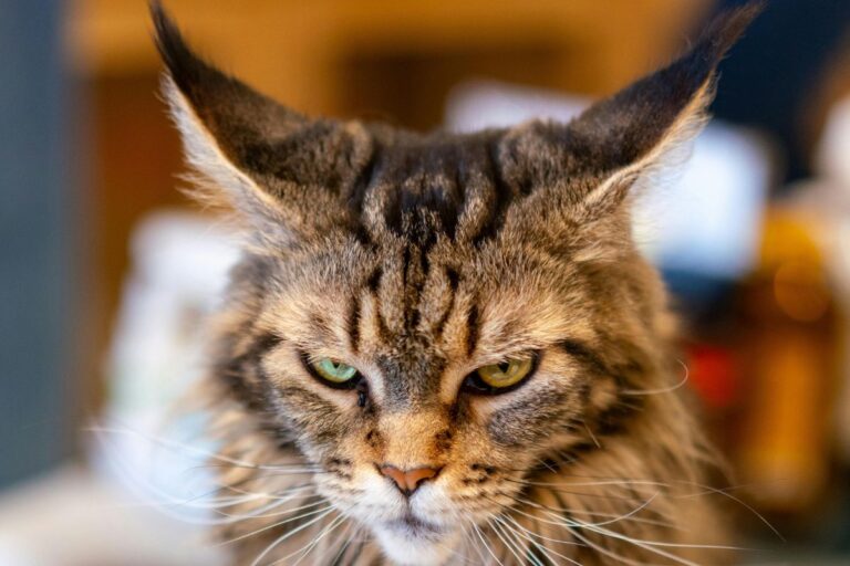 12 Reasons Not to Get a Maine Coon