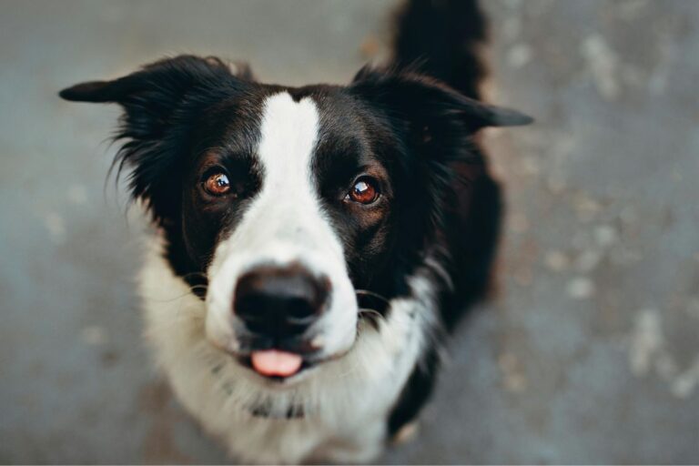 The 11 Dog Breeds with the Biggest Hearts – They Never Stop Loving You