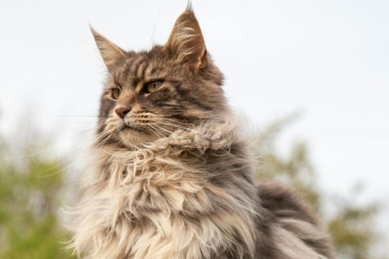 Why the Maine Coon Is So Misunderstood