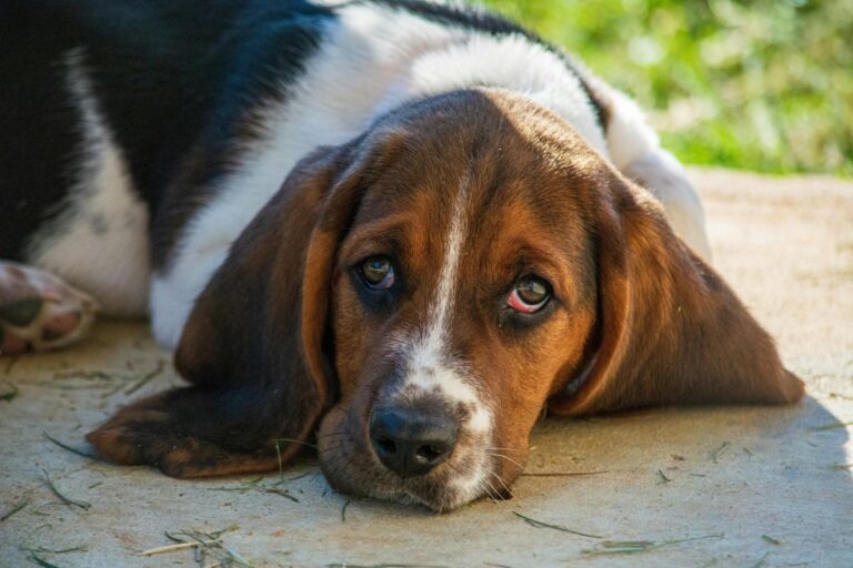 Top 10 Worst Dog Breeds, According to Gen Z-ers